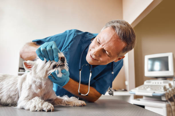 Best Emergency Care for Gum Disease in Moorefield, WV